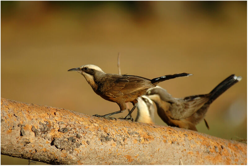 Grey-crowned Babbleradult