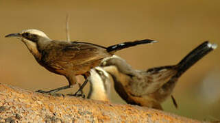 Grey-crowned Babbler