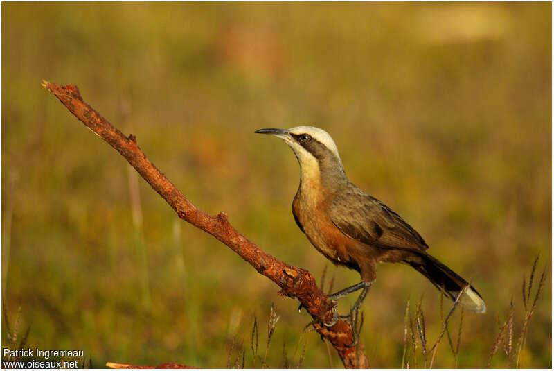 Grey-crowned Babbleradult, identification