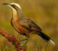 Grey-crowned Babbler