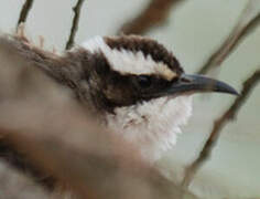 White-browed Babbler