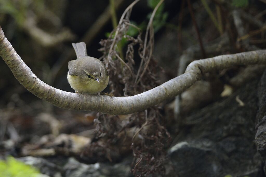 Canary Islands Chiffchaff