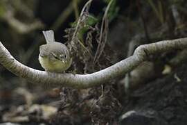 Canary Islands Chiffchaff