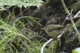 Canary Islands Chiffchaff