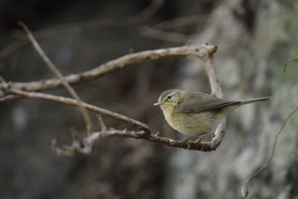 Canary Islands Chiffchaff