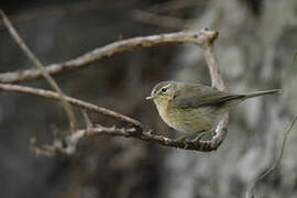 Canary Islands Chiffchaff