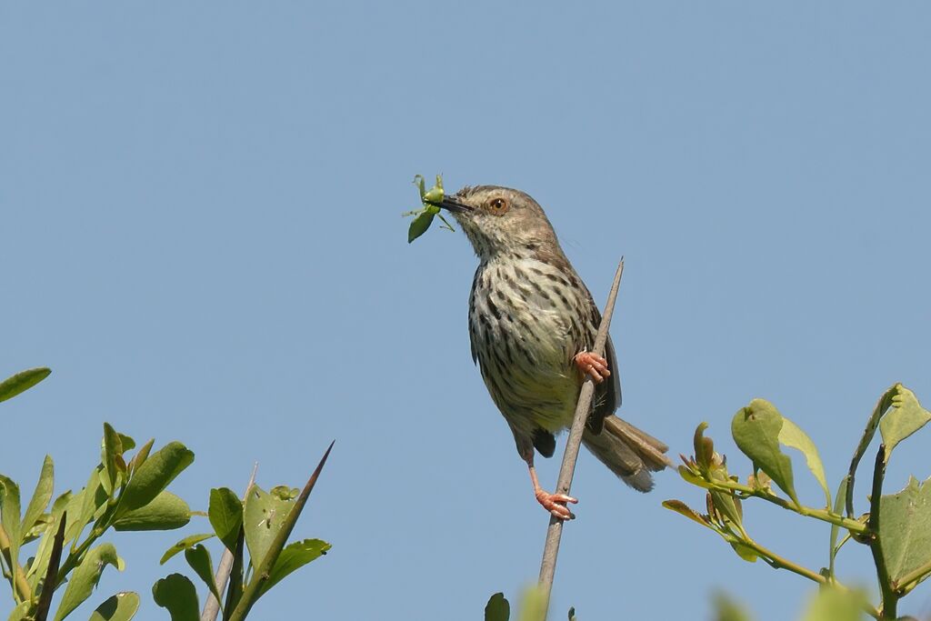 Prinia du Karroo, régime, mange