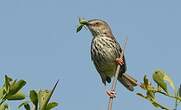 Prinia du Karroo