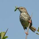 Prinia du Karroo