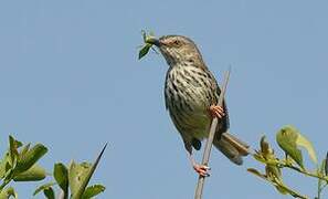 Prinia du Karroo