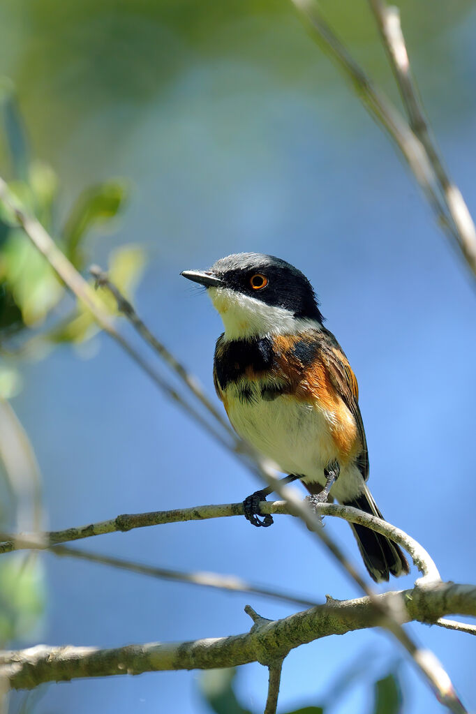 Cape Batis male adult