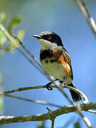 Cape Batis