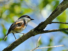 Cape Batis