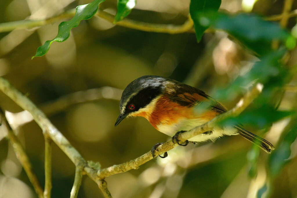 Cape Batis female adult