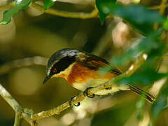 Cape Batis