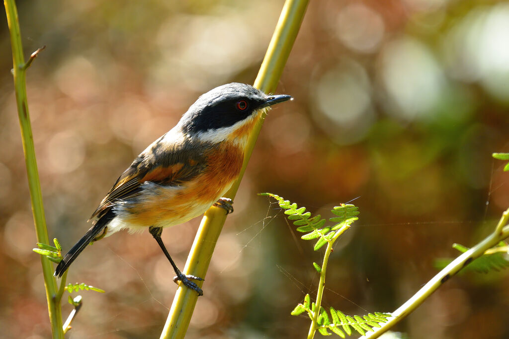 Cape Batis female adult