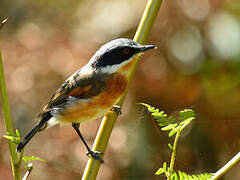 Cape Batis