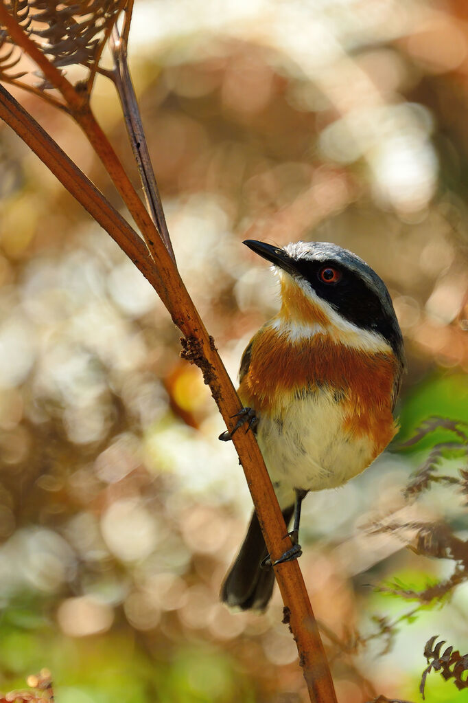 Cape Batis female adult