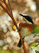 Cape Batis