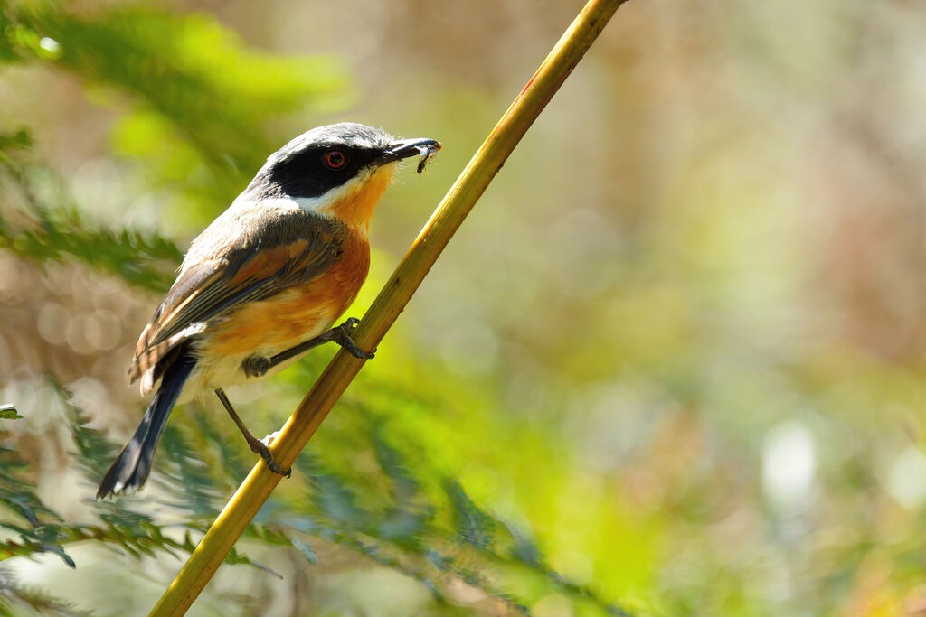 Cape Batis female adult, feeding habits, eats