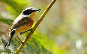 Cape Batis