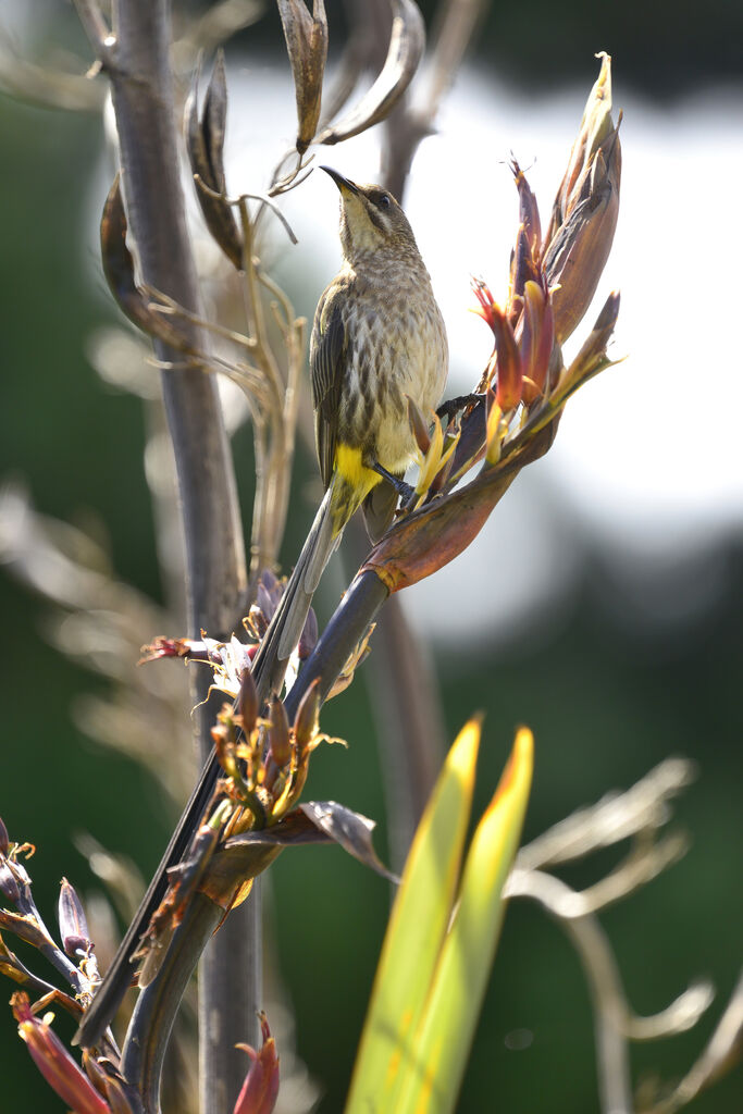 Cape Sugarbird female adult