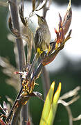 Cape Sugarbird