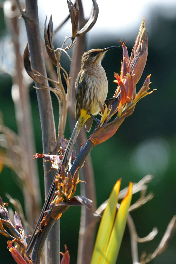 Cape Sugarbird female adult