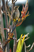 Cape Sugarbird