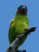 Double-eyed Fig Parrot