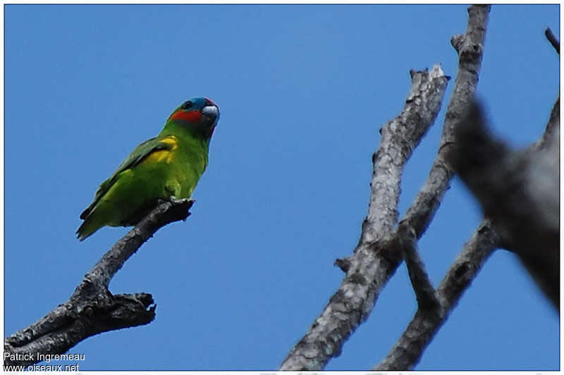 Double-eyed Fig Parrot male adult