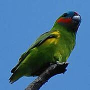 Double-eyed Fig Parrot