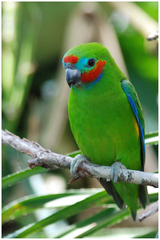 Double-eyed Fig Parrot male adult