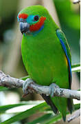 Double-eyed Fig Parrot