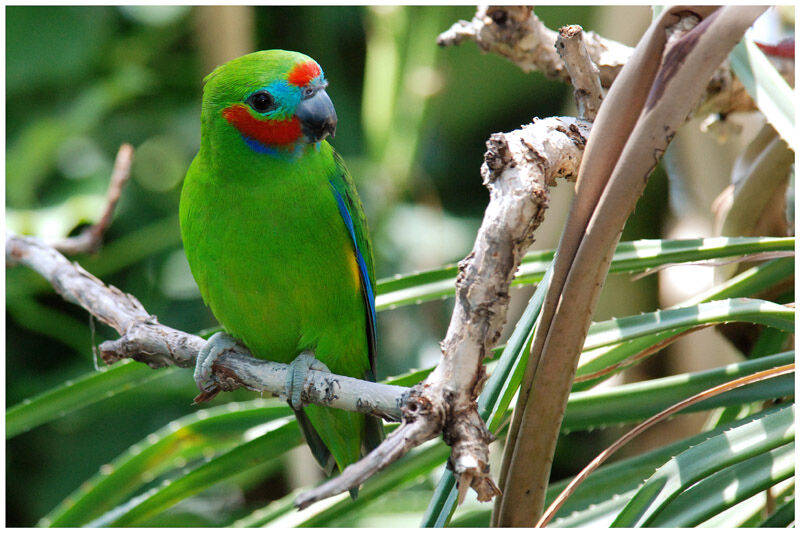 Double-eyed Fig Parrot male adult