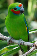 Double-eyed Fig Parrot