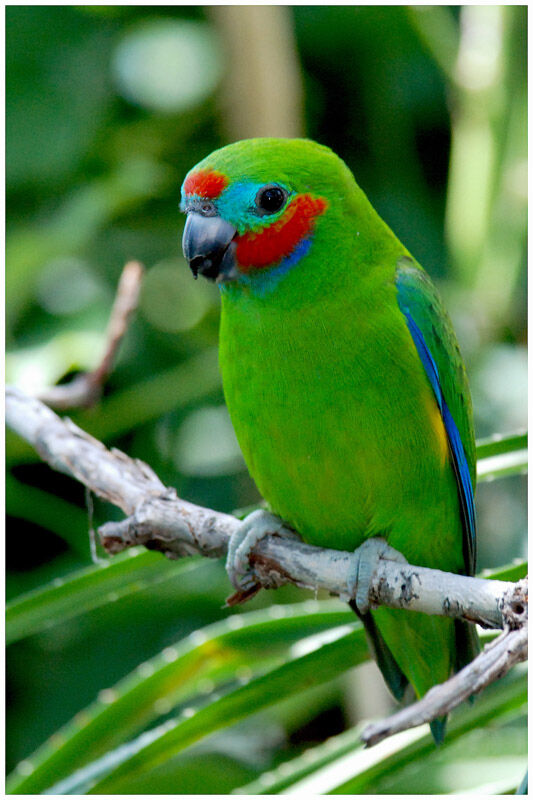 Double-eyed Fig Parrot male adult