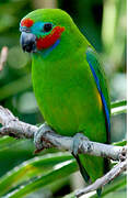 Double-eyed Fig Parrot