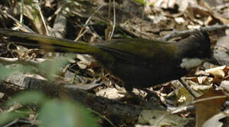 Eastern Whipbird