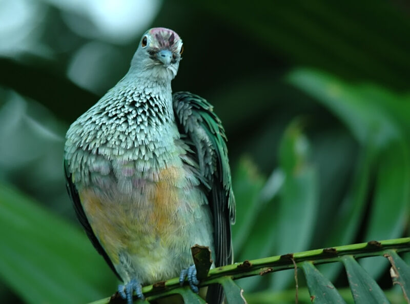 Rose-crowned Fruit Dove