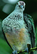 Rose-crowned Fruit Dove