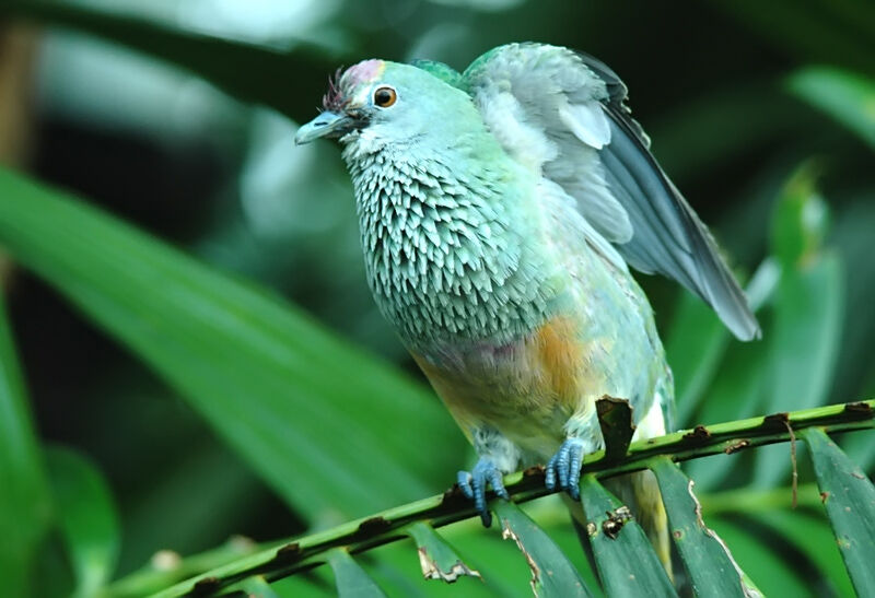 Rose-crowned Fruit Dove