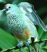 Rose-crowned Fruit Dove