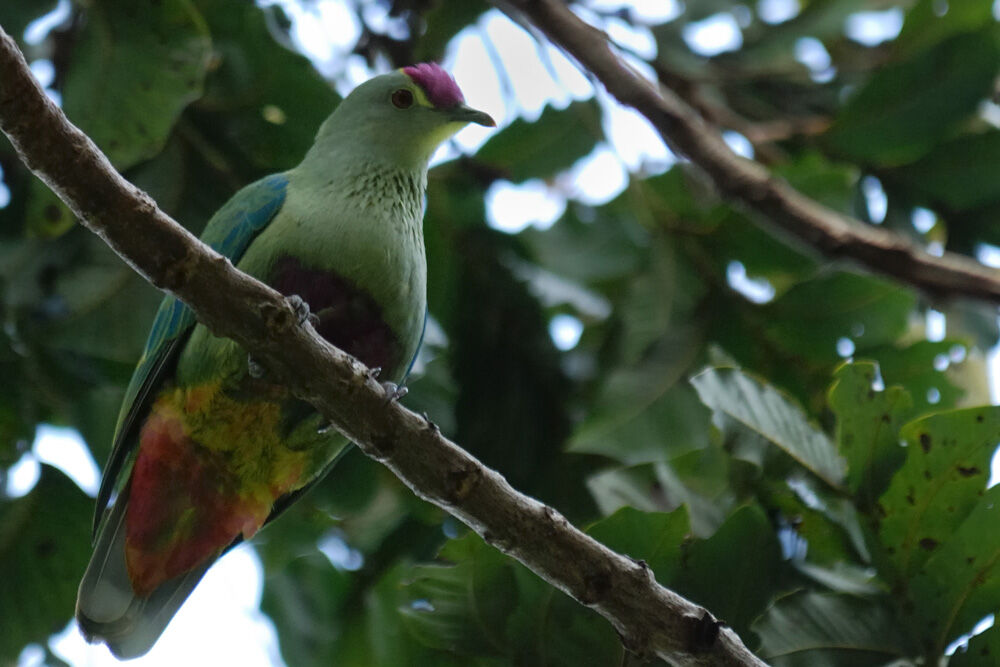 Red-bellied Fruit Dove male adult