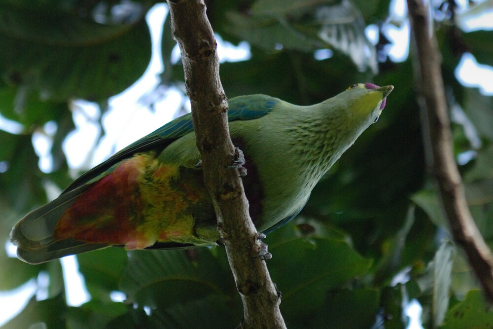 Red-bellied Fruit Dove male adult