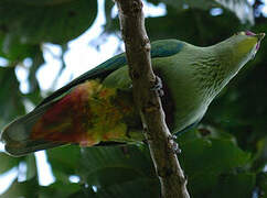 Red-bellied Fruit Dove