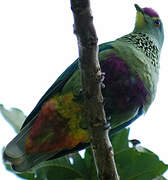 Red-bellied Fruit Dove