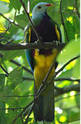 Wompoo Fruit Dove