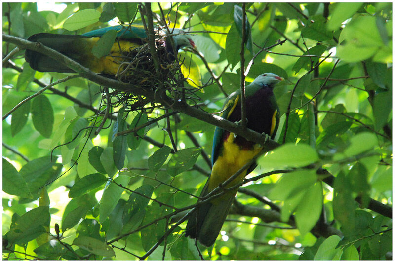 Wompoo Fruit Dove