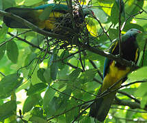 Wompoo Fruit Dove